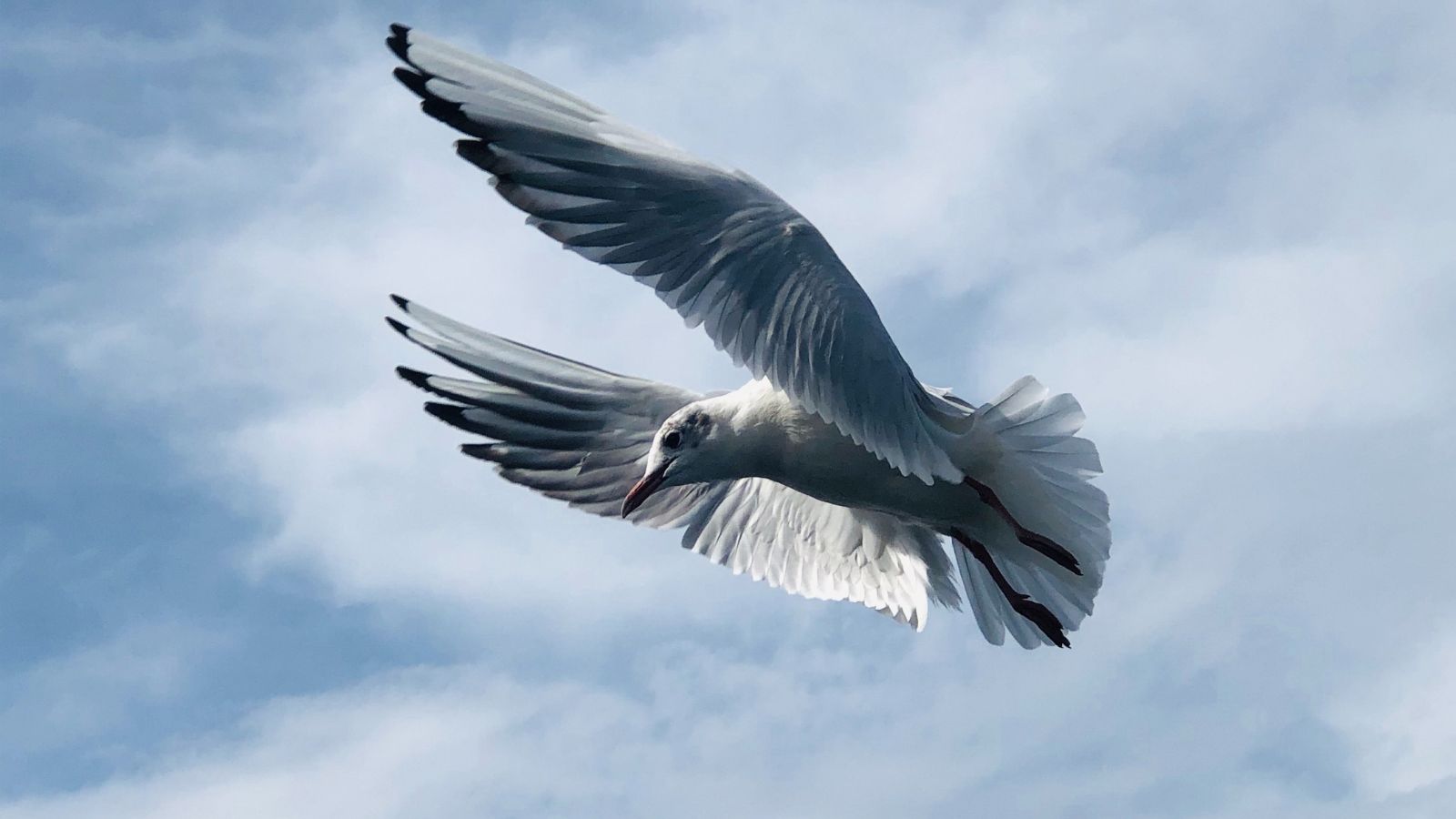 dove flying in the sky