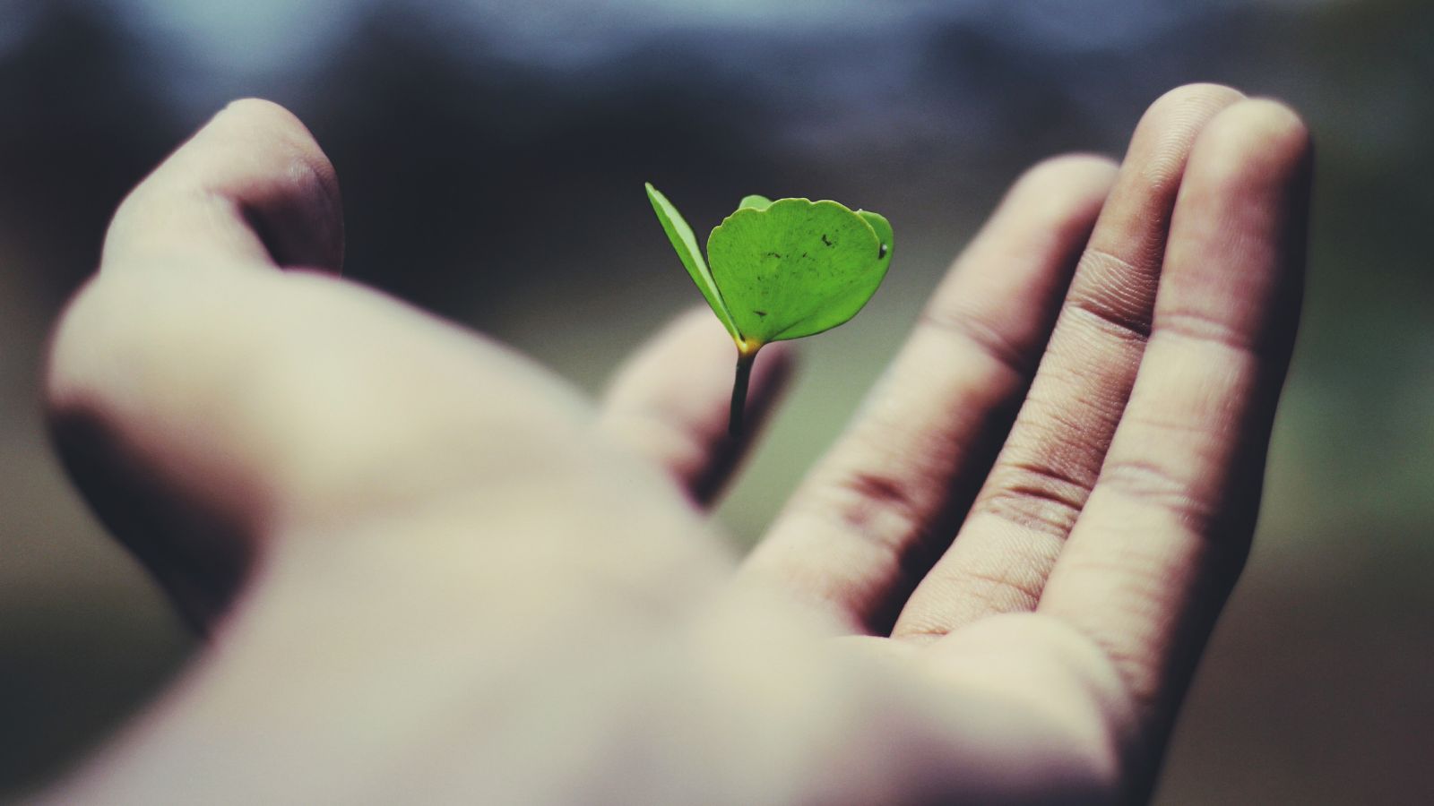 hand holding a leaf